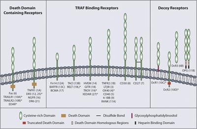 Delivering co-stimulatory tumor necrosis factor receptor agonism for cancer immunotherapy: past, current and future perspectives